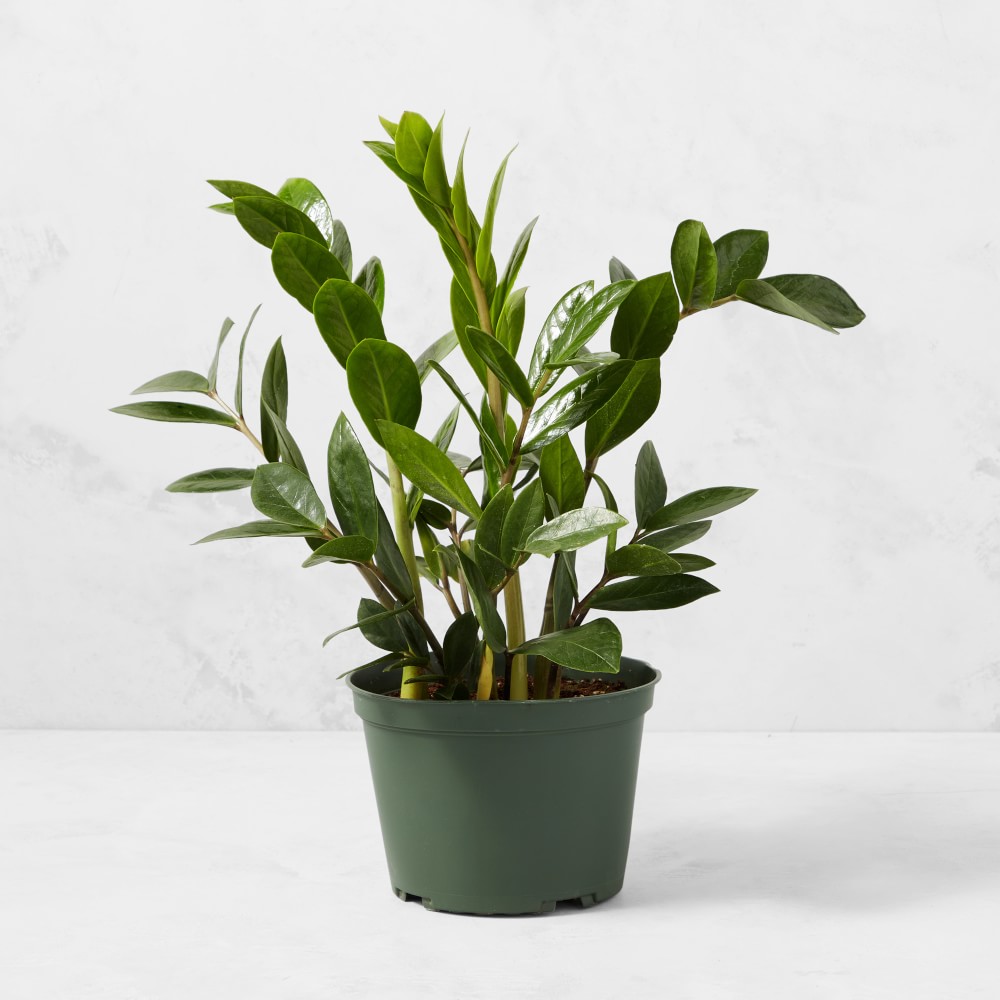 Live ZZ House Plant, 18"