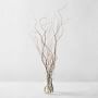 Curly Willow Branches