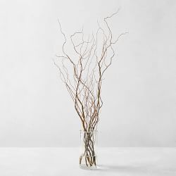 Curly Willow Branches