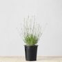 French Lavender, Single