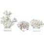 White Coral On Glass Stand