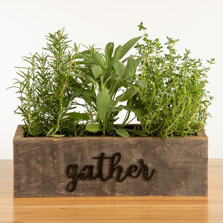 Live Triple Herb Garden in Gather Wooden Planter, 8"