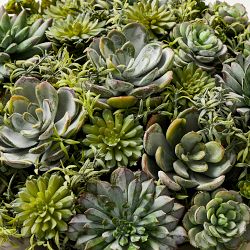 Jeff Leatham x Williams Sonoma Faux Succulents in Round Bowl, 6&quot;