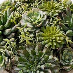 Jeff Leatham x Williams Sonoma Real Touch Faux Succulents in Round Pot, 7&quot;
