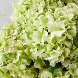Jeff Leatham x Williams Sonoma Real Touch Faux Light Green Hydrangea Stems, Set of 12