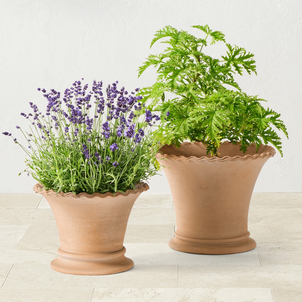 Williams Sonoma Terracotta Rope Trim Planter