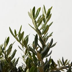 Live Alder &amp; Oak Dwarf Olive Shrub, 12&quot;-18&quot;