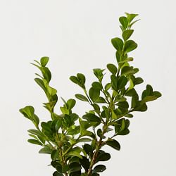 Live Alder &amp; Oak Japanese Boxwood, 8&quot;