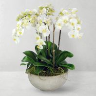 Live & Faux Floral Plants image
