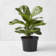 Live & Faux House Plants image