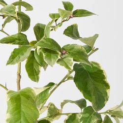 Alder &amp; Oak Lemon Eureka Pink Varigated Tree, 24"-36"