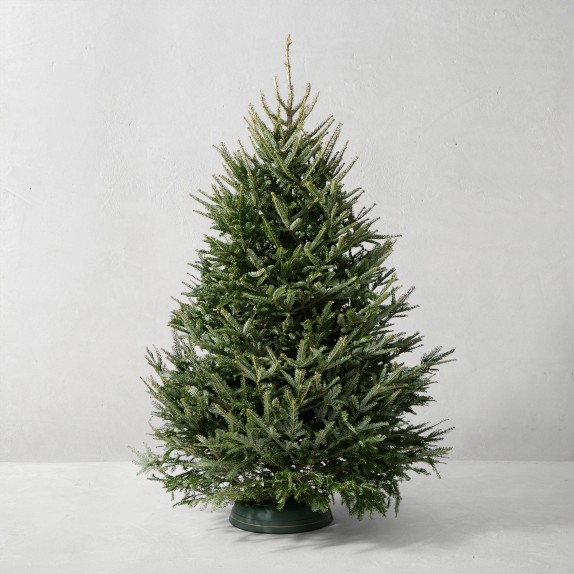 Fraser Fir Snowfresh Fresh Tree