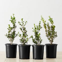Live Alder & Oak Japanese Boxwood, 8"