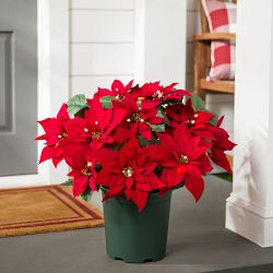OPEN BOX: Balsam Hill Lit Poinsettia Celebration Pot Filler, Extra Large