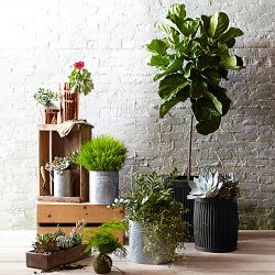 Live Fiddle Leaf Tree, 22&quot;