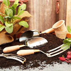 Sophie Conran Potting Scoop