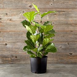 Live Fiddle Leaf Tree, 22"