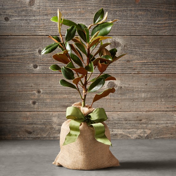 Live Mini Magnolia Tree, 18"-20"