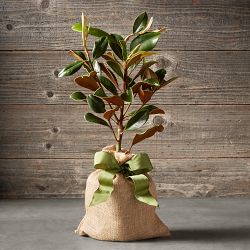 Live Mini Magnolia Tree, 18"-20"