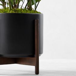 Live Large Zanzibar Gem Indoor House Plant, 2.5'-3'