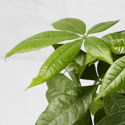 Live Money Tree House Plant, 18"-20"