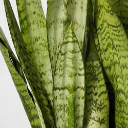 Live Sansevieria Snake House Plant, 16"-20"