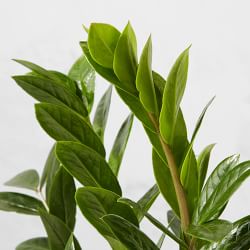 Live ZZ House Plant, 18"