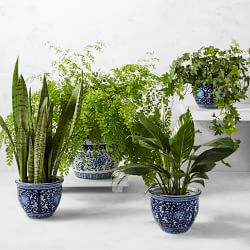 Live English Ivy House Plant, 8&quot;