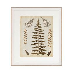 Hand Pressed Fern Specimens