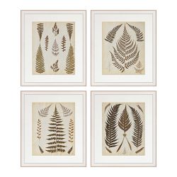 Hand Pressed Fern Specimens