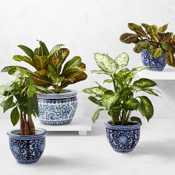 Live Croton House Plant, 16"-18"