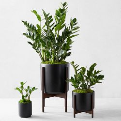 Live Large Zanzibar Gem Indoor House Plant, 2.5'-3'
