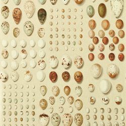 GD X SND Wallpaper, Oology Portal in Silkie