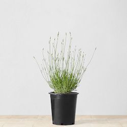 French Lavender, Single