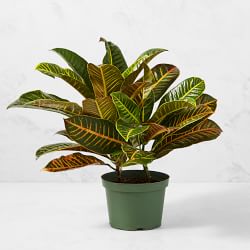 Live Croton House Plant, 16"-18"