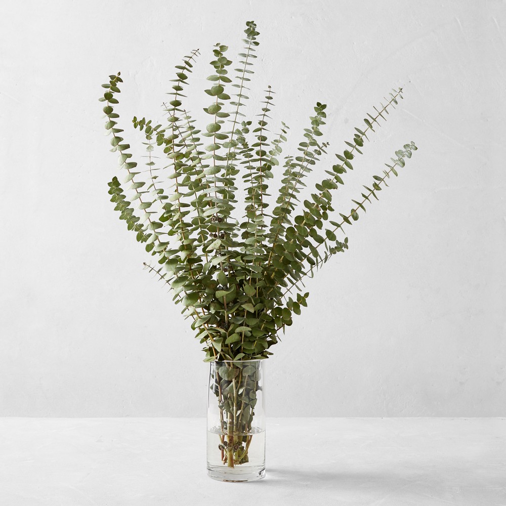 Spiral Eucalyptus Branches
