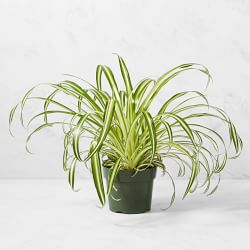 Live Spider House Plant, 12"