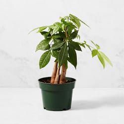 Live Money Tree House Plant