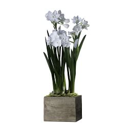 Live Paperwhites in Wood Planter