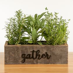 Live Triple Herb Garden in Gather Wooden Planter, 8"