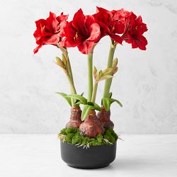 Jeff Leatham Faux Holiday Amaryllis