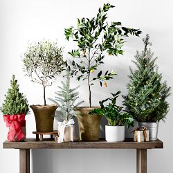 Live Mini Tabletop Tree with Burlap Wrap