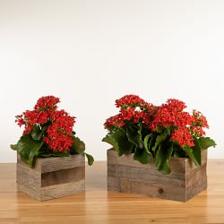 Live Kalanchoe in Reclaimed Wood Planter, 4"