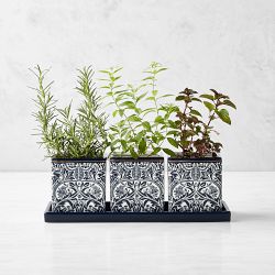 Morris & Co. x Williams Sonoma Bluebell Herb Planter Set