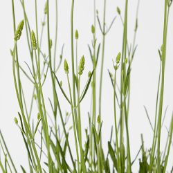 French Lavender, 6"-12"