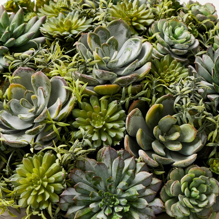 Jeff Leatham x Williams Sonoma Faux Succulents in Round Bowl, 6