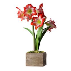 Live Red & White Amaryllis in Wooden Planter, 7"