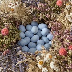 Easter Nest Live Centerpiece with Caramel-Filled Robin Eggs