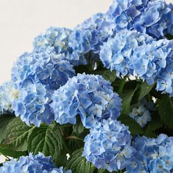 Fresh Alder &amp; Oak Hydrangea, 6"