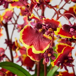 Lunar New Year Potted Dancing Oncidium Orchid Arrangement